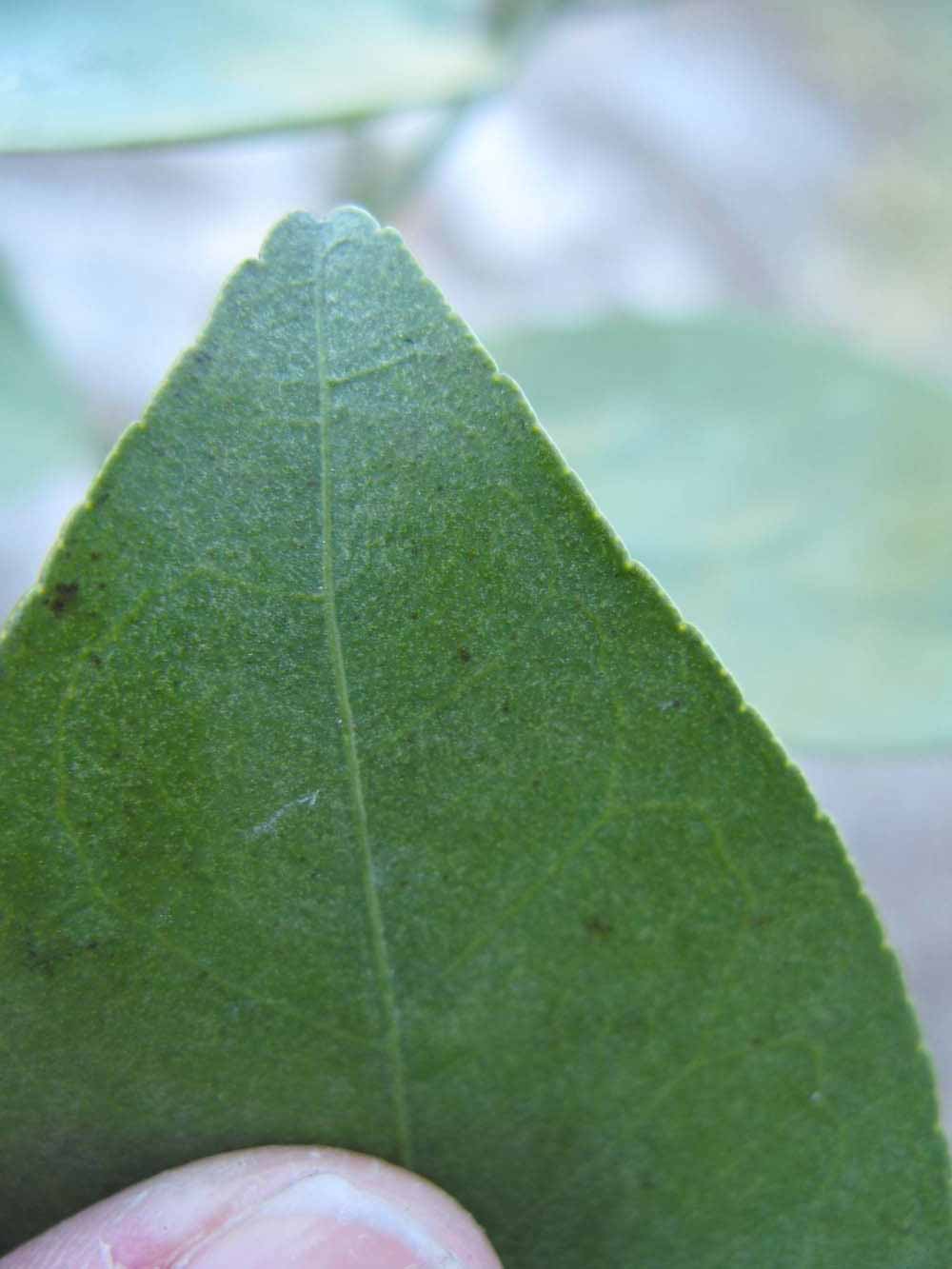              Margin (Winter Haven, FL)       